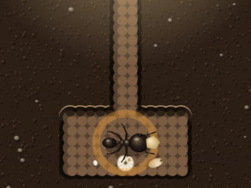 The tunnel shaft down to a dug chamber where the queen rests beside an egg and a food store